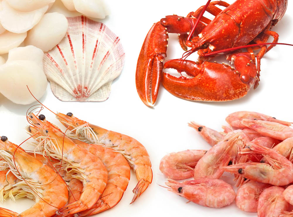 skaldjurslada3 Skaldjurslada