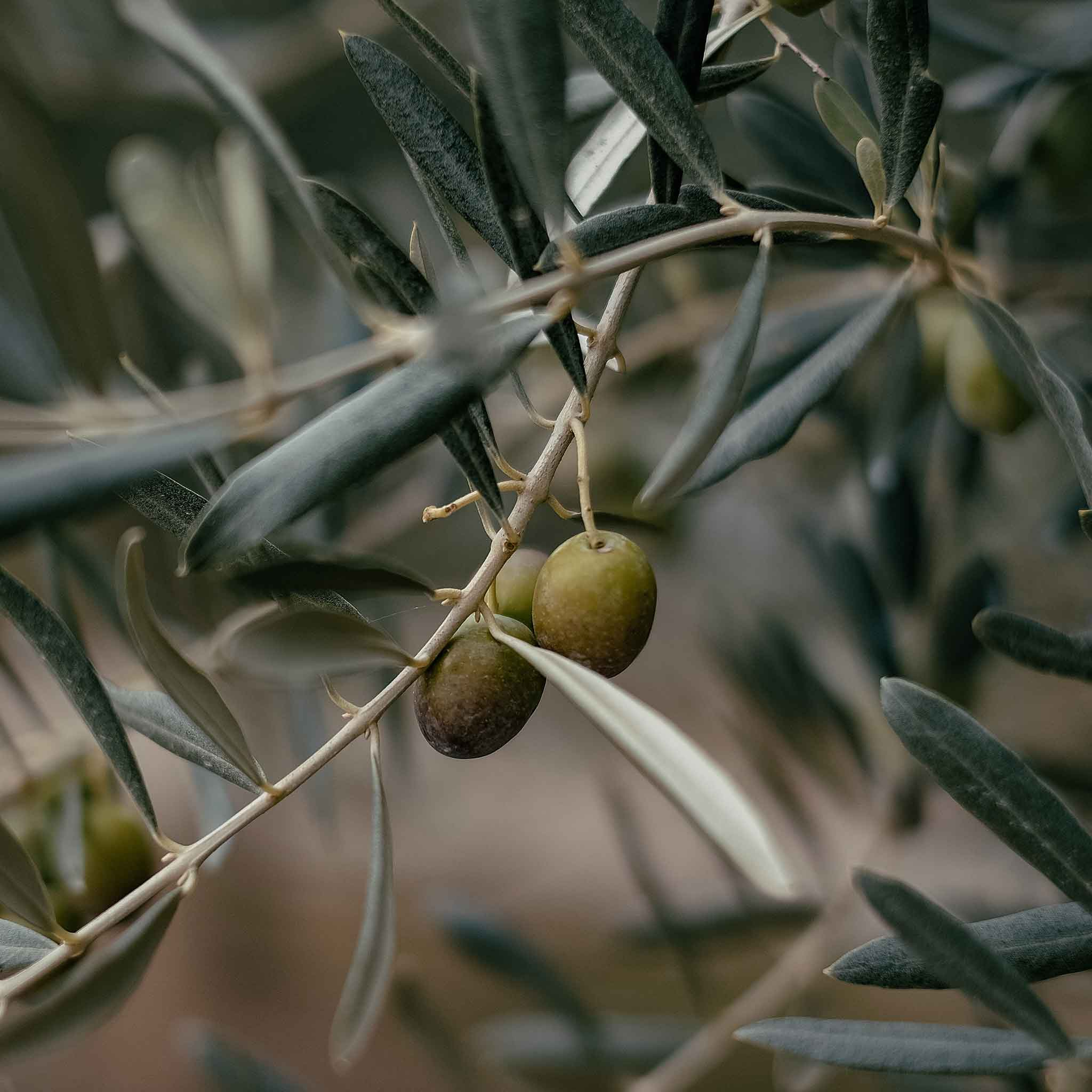 oliver ishavet.nu fisk & skaldjur elidia grekisk olivolja
