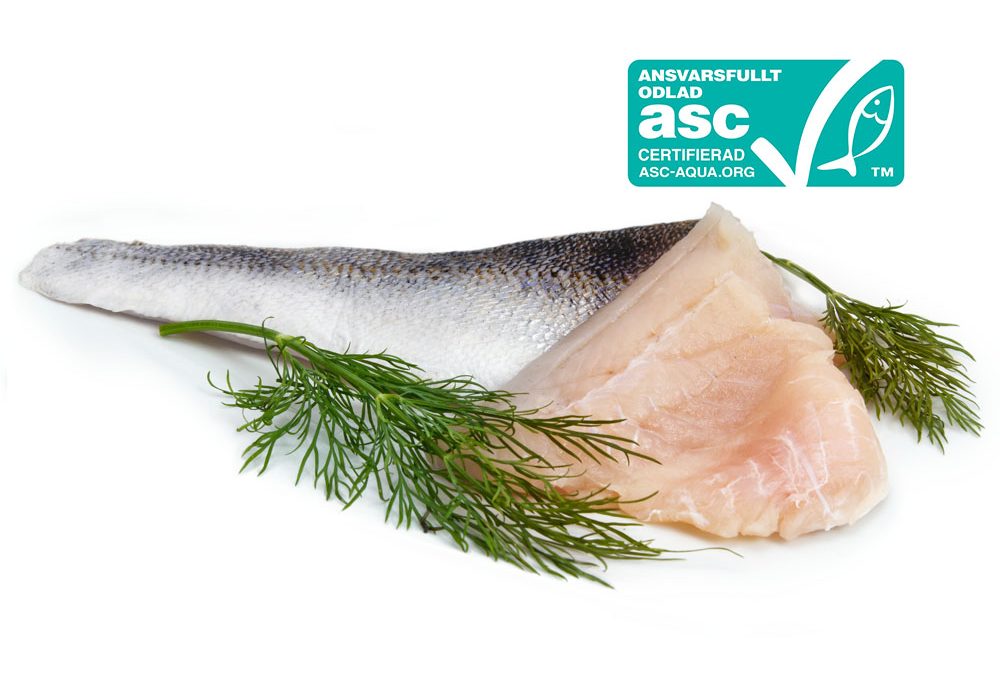 Havsabborre Sea Perch