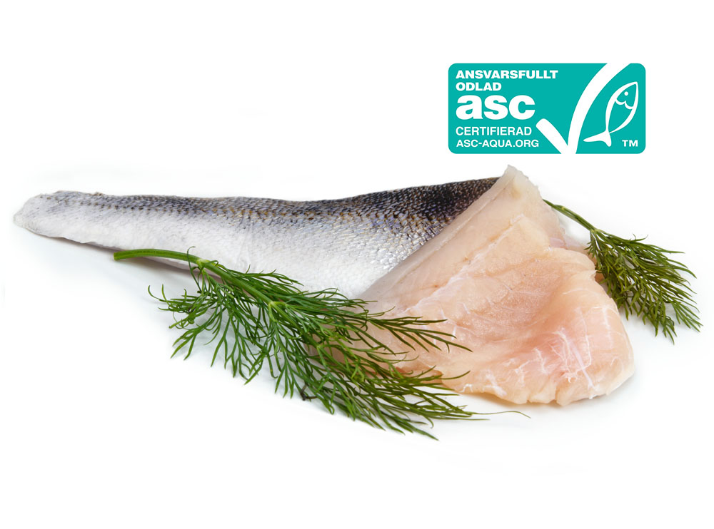 pikeperch_abborre Havsabborre Sea Perch